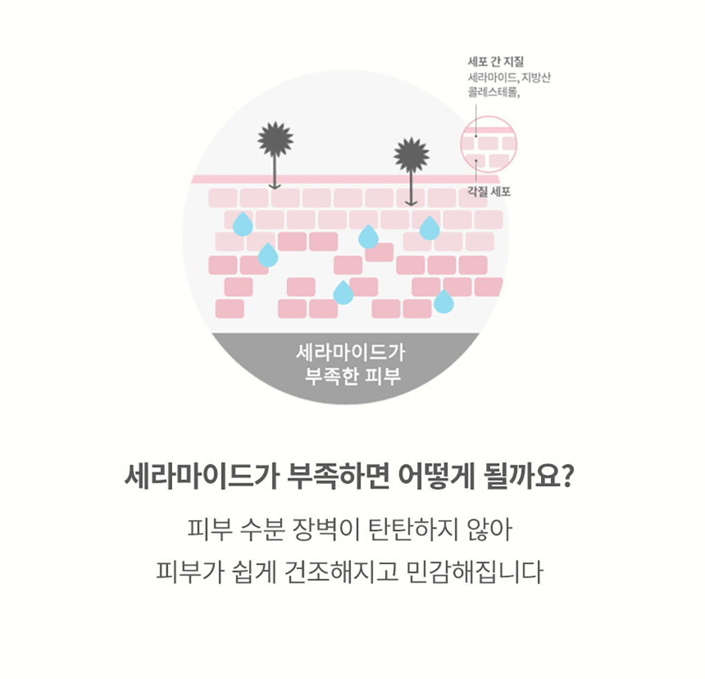 TONYMOLY - Ceramide Mochi Toner 500ml + 100ml + Cream 30ml (LIZ Pick)